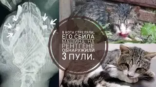 В кота стреляли, его сбила машина. мой новый котик, только живи.