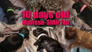 10 days old Maltese-Shih Tzu Puppies 