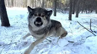 Trapping Wolves - Huge Male Down!!