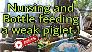 Nursing and Bottle feeding a weak piglet/ Texas family farm