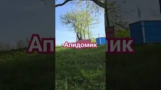 Пчёлы гудуть 