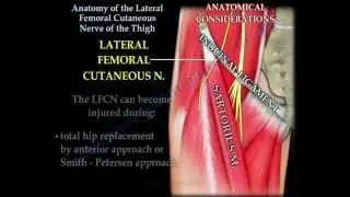 Anatomy Lateral Femoral Cutaneous Nerve Of Thigh - Everything You Need To Know - Dr. Nabil Ebraheim