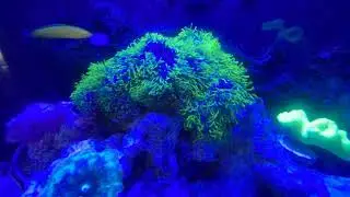 Green Star Polyps Blooming in Time-Lapse Video.