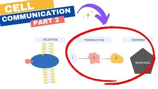 Chapter 11: Cell Communication Part 2: Transduction and Cellular Response