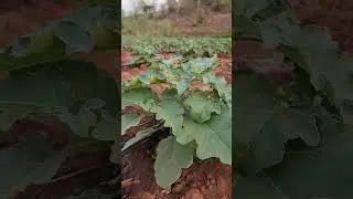 drip irrigation system on eggplants