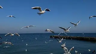 ПОСЛУШАЙ как кричат  ЧАЙКИ . Чайки вблизи, крики чаек, кормим чаек на пирсе. 