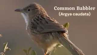 Common babbler (Argya caudata) - Charming Dingy Brown Bird