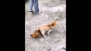 gak ada anjing ayam pun jadi#shorts#Backs channel#viral#kawin
