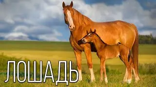 The history of the appearance of the horse: Interesting facts about horses