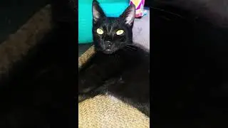 Black Cat Dangerous Eyes😨😨