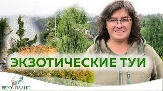 Экзотические сорта туи западной.