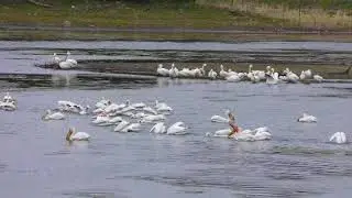 Natures Phenomena : Swarm of Pelican rClean Out a Lake in Minutes! Raw footage b-roll