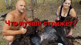 Стрижка барана  Гоги  машинкой для стрижки собак и 4 видами ножниц.