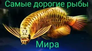 Рыбы стоимостью 8 миллионов 💲. Самые дорогие рыбы Мира.