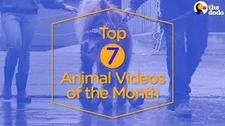 7 Viral Animal Videos Of April...#1 Will Break Your Heart | The Dodo