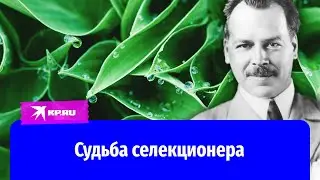 Николай Вавилов – от купечества до генетики