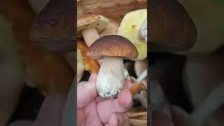 Грибной сезон открыт 🍄🦟