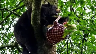 Сцена на дереве | Crazy Bear | отрывок