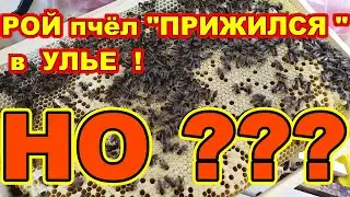 РОЙ ПЧЁЛ прижился в улье НО ??! Пересаженный рой пчёл в улье спустя 6 дней !