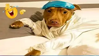 The Funniest Animal Videos Compilation 😹🐶 Funny And Clever Videos About Dogs And Cats 😹