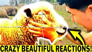 I Massaged Some SHEEP: Can You BELIEVE Their BEAUTIFUL Reactions!