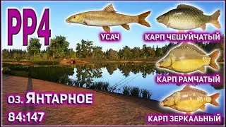 УСАЧ НА ЯНТАРНОМ РР4 / КАРП РАМЧАТЫЙ НА ЯНТАРНОМ РР4 / RF4 AMBER LAKE FRAME SIDED CARP AND BARBEL