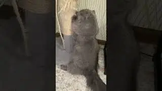 #cat