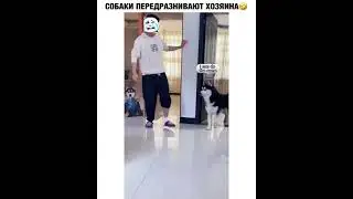 Собаки тролли🤣🤣🤣