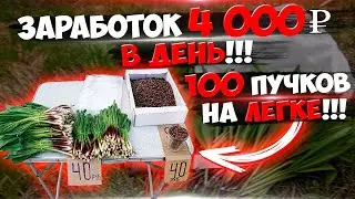 Очень,очень,очень выгодное выращивание с очень,очень,очень огромным спросом!!! Бизнес на черемше