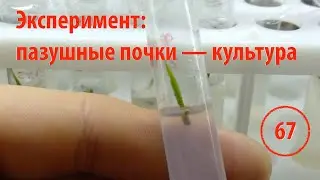 [67] Эксперимент: введение в культуру из пазушных почек. Консервы на продажу. Заказы на клонирование
