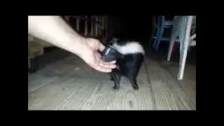 skunk ear rub