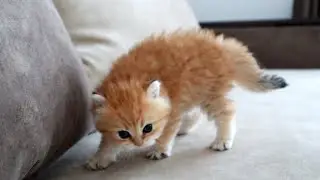 The most dangerous kitten in the world