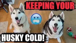 How To Keep Your Husky COLD When Its TOO HOT!!!