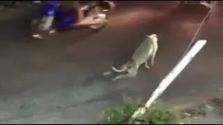 Мужик помогает раненой собаке