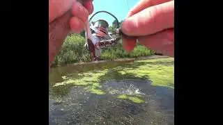 Чёткая поклевка из окошка 