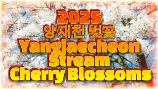 2025.04.11양재천벚꽃#YangjaecheonStreamCherryBlossoms#ヤンジェチョン桜#