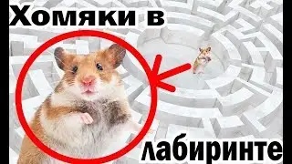 Хомяки в лабиринте из книг: встретятся ли???