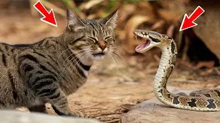 The cat met a poisonous snake, but then something amazing happened!