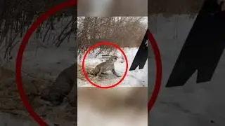 Эта рысь попала в капкан... 😱😭 (Credits: 