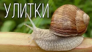 Snails: Amazing mollusks | Interesting facts about snails