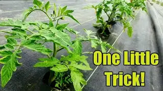 Making Tomato Plants 10x more Productive