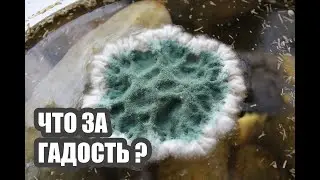 Таймлапс видео: как растёт плесень на еде?