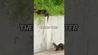 "Otters Helping Each Other To Climb a Wall". 😍❤️ #shorts