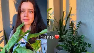 Моя коллекция растений 🌿❤️ обзор