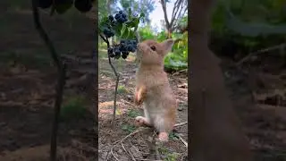 Little rabbit eating blueberries Cute pet debut plan Rabbit Cute pet