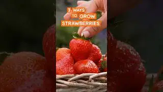 Three ways to grow your own strawberries at home 🍓🪴❣️ #DIYtips #Howto #BandQ