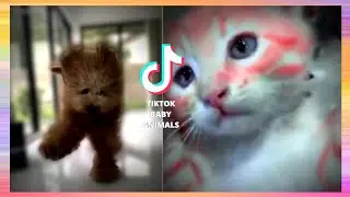 ✅TikTok Baby Animals - Popular Tiktok Pet Videos