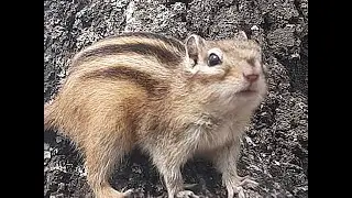 Как размножаются бурундуки, размножение грызунов / How chipmunks breed, rodent reproduction