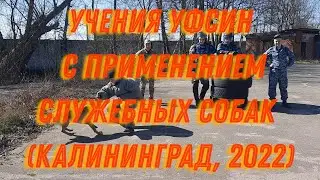 Учения УФСИН с применением служебных собак (Калининград, 2022)