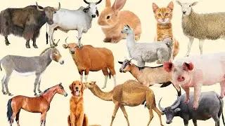 Domestic Animals Names and Sound for Kids, Children | Learn Sound of Animals